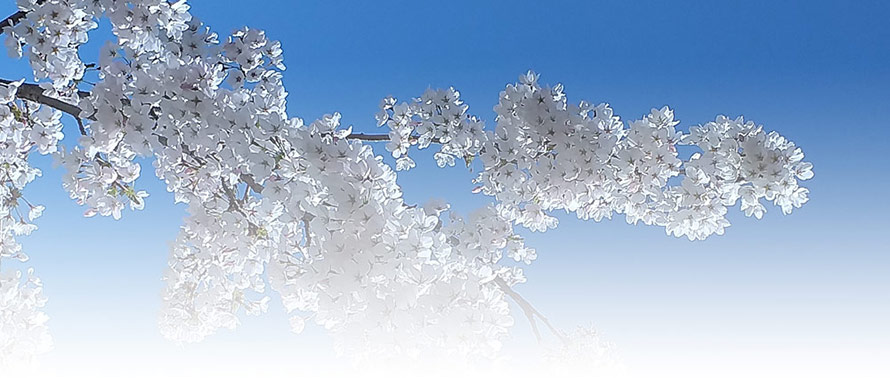 What is the body code