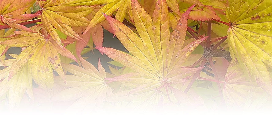 what is the body code